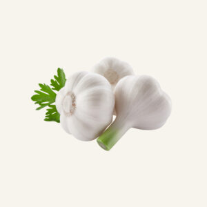 Garlic