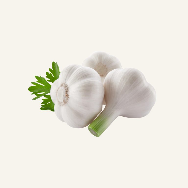 Garlic